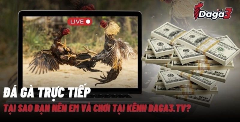 Giới thiệu về kênh đá gà trực tiếp thomo savisha.in