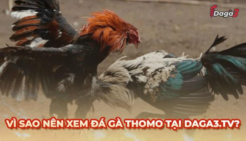 Vì sao nên chọn savisha.in để xem đá gà trực tiếp thomo